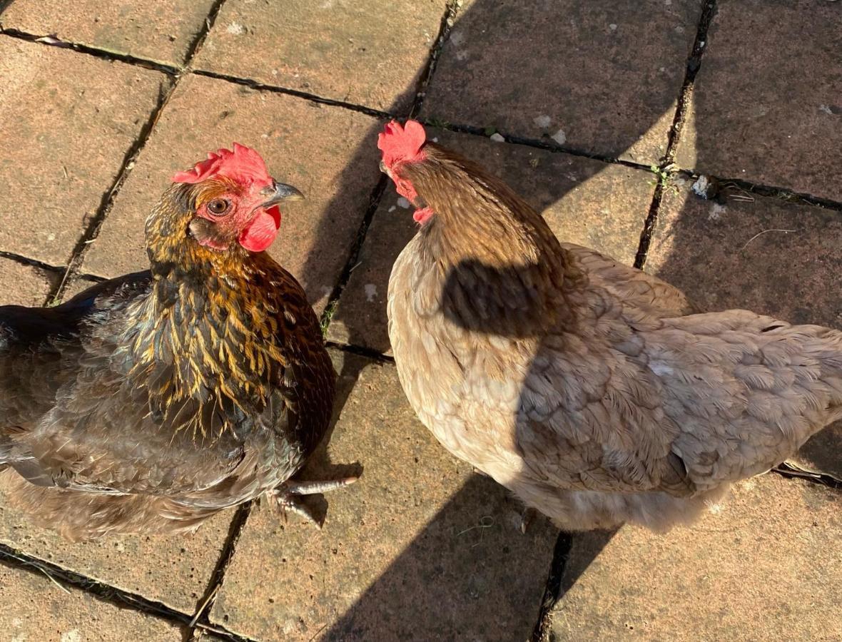 Chadwell Hill Farm Bed & Breakfast *